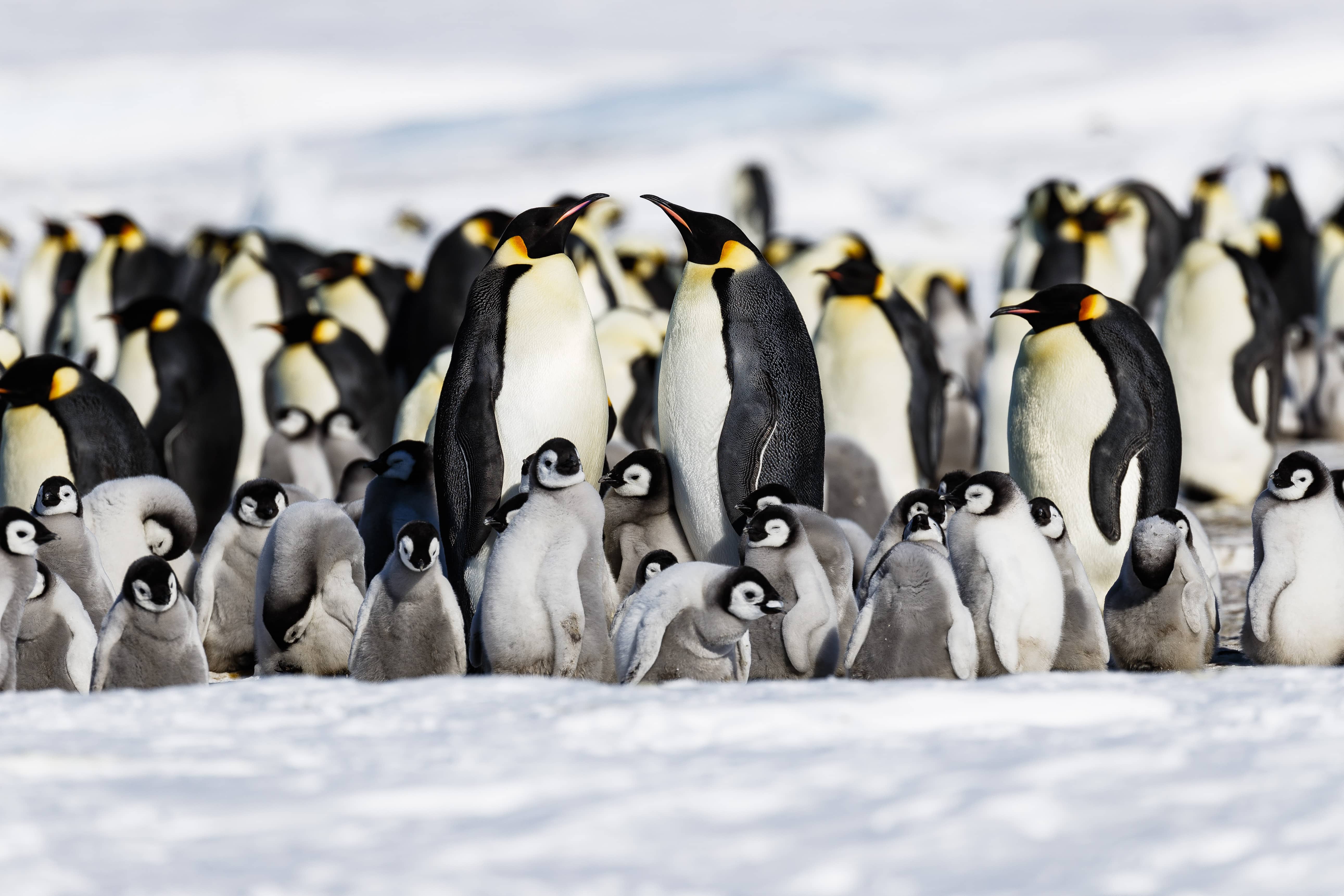 Emperor Penguins